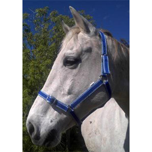 Club Headstall-ASSORTED COLOURS