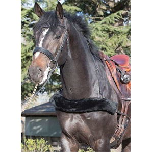 Le Mieux Pro Sorb Dressage Saddlecloths D Ring BN Large Black 