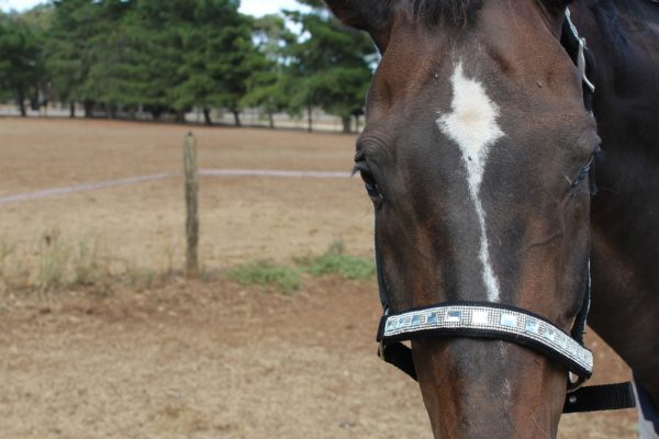 Heads To Tails~ Diamonte Bling Halters- Limited Edition