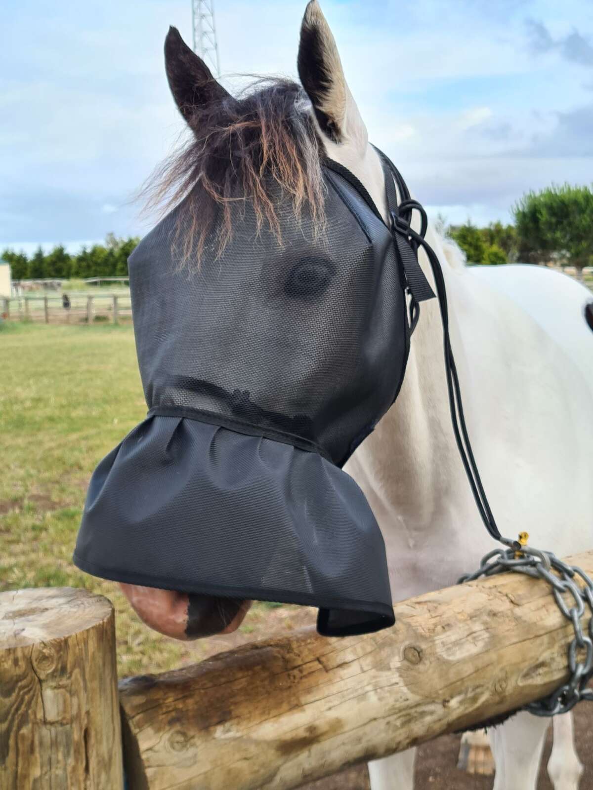 Heads To Tails ~ Fly Mask With Skirt