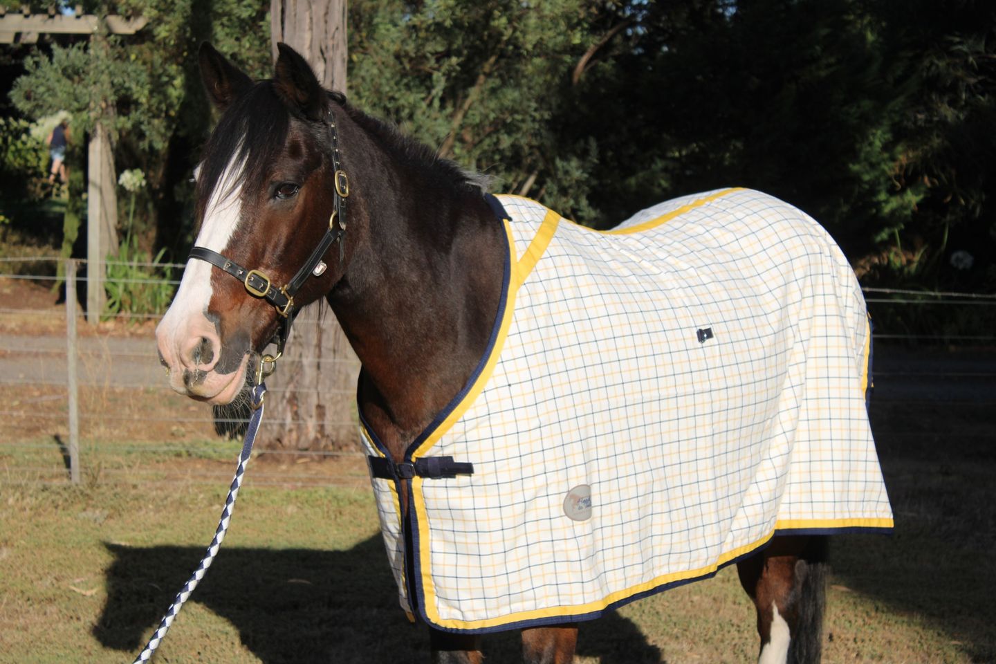 Heads To Tails~Navy/Gold Check RUGS 100% Cotton!