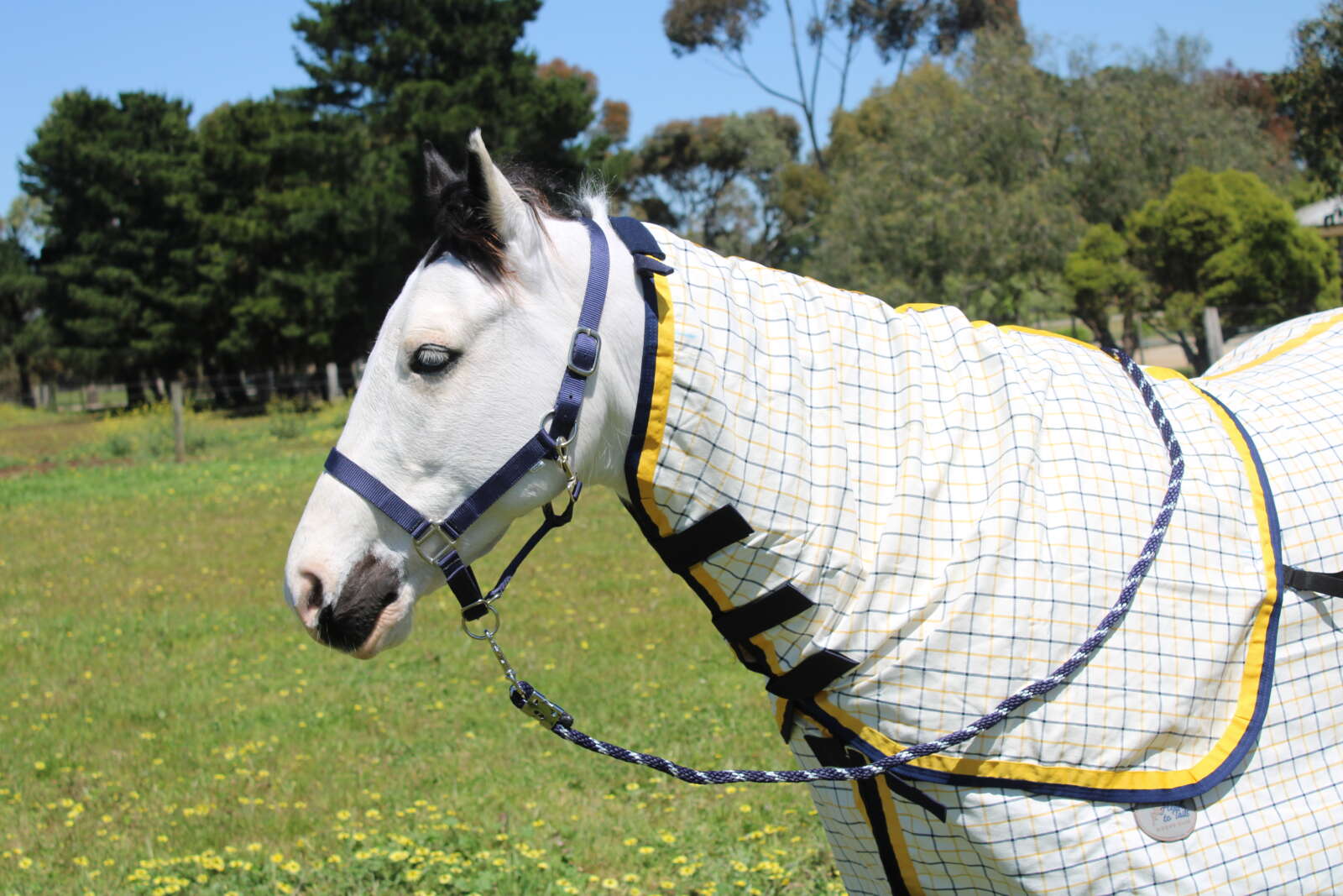 Heads To Tails~Navy/Gold Check Neck Rugs 100% Cotton!