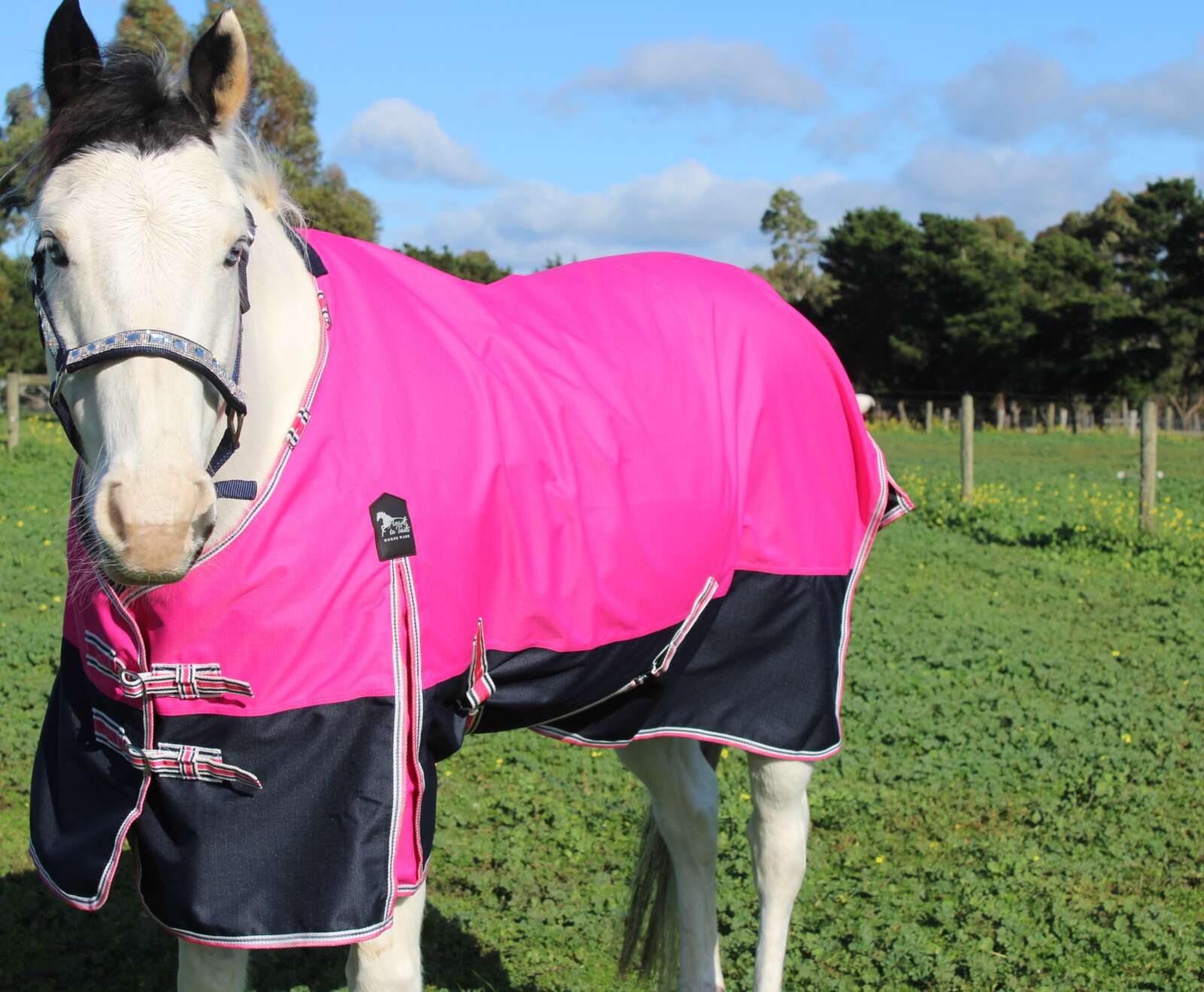 Heads To Tails – Pink/Navy No Fill Rug