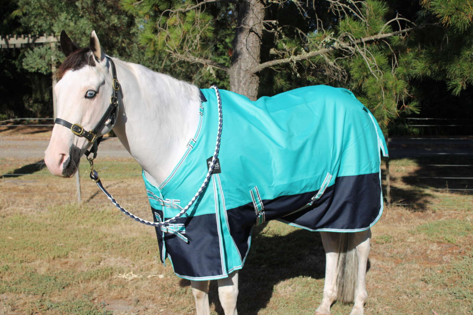 Heads To Tails – Teal/Navy No Fill Rug