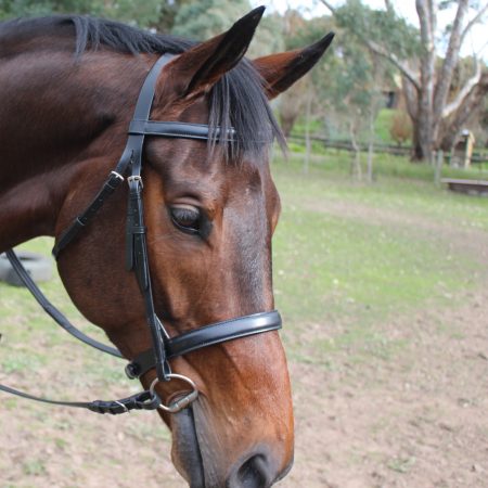 Heads To Tails – Black Snaffle Bridle