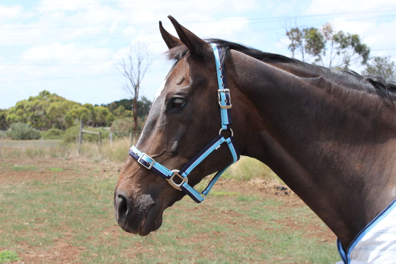 Heads To Tails Halters-Aqua, Blue & White