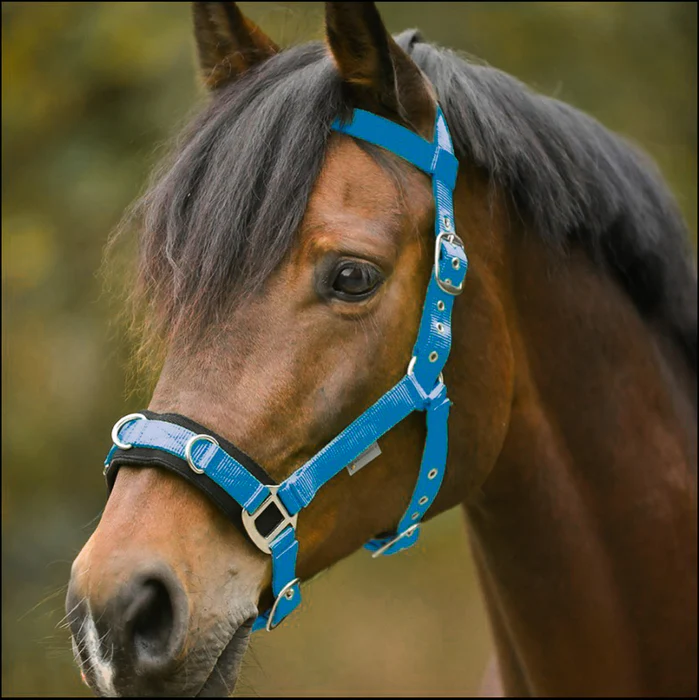 Lunging Cavesson Waldhausen Turquoise